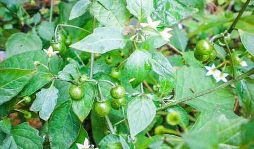 野辣子菜图片，野辣子的功效与作用