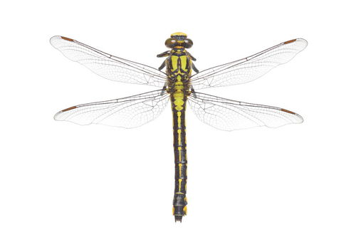 中秋节作文350字左右四年级上册，中秋节作文350字三年级上册