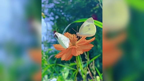 蝴蝶飞舞照样子写句子怎么写，蝴蝶飞舞类似的词语