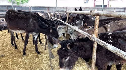 牲口拼音怎么读，牲口是什么生肖