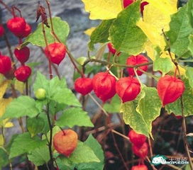 啯的意思，啯嘴是什么意思