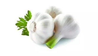 大蒜的英文名是什么