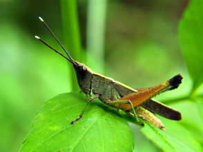 蜢蜘，蜢虾酱怎么做才好吃