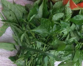 请问谁知道这是什么植物,学名叫什么?