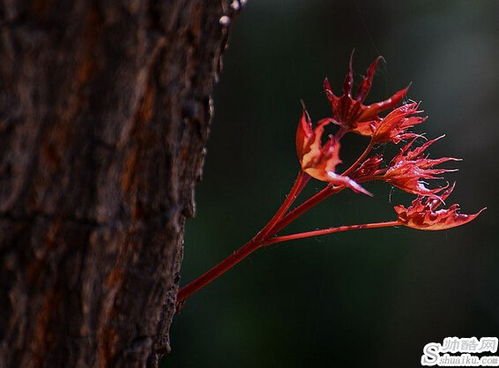 春意盎然的意思是什么