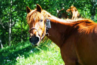 步伐矫健的拼音，活泼矫健的拼音