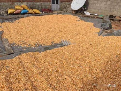 晌字的意思 晌是什么意思