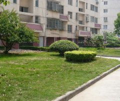 葑怎么读音是什么