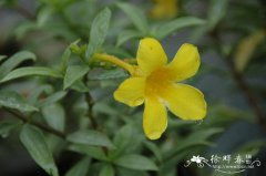 cathartic fall，Cathartic Fall-Angel