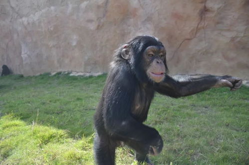 猩猩和猿哪个更接近人类，猿和猴有什么关系