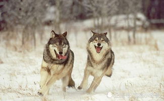 舍不得孩子套不住狼的孩子是什么意思，舍不得孩子套不住狼是成语吗