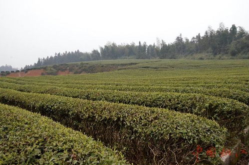 一抹清新绿是什么意思，新绿是什么颜色