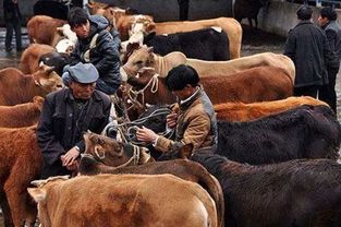 牲口是什么意思