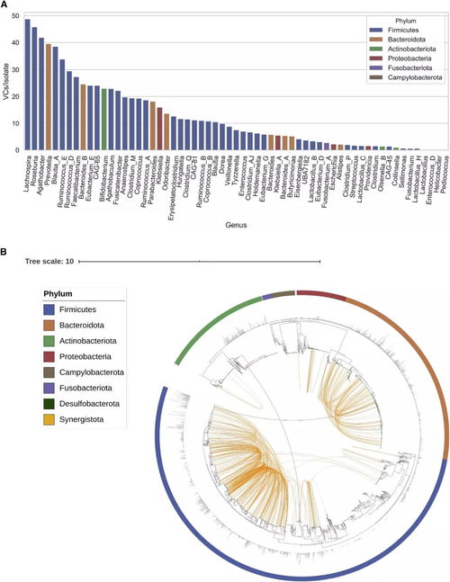 优质窖底环境中的代表性微生物是什么乳杆菌