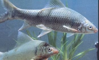 甜组词有哪些一年级下册，甜组词?