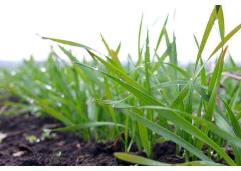 茎秆和秸秆的区别?