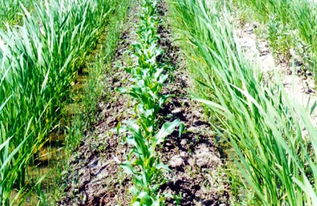 套作和抄袭的区别，套作的好处