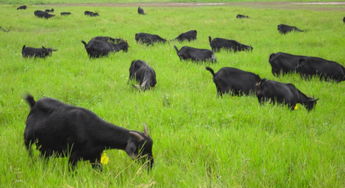 蜂围蝶阵的意思