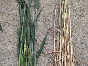 茎杆还是秆，茎杆拼音