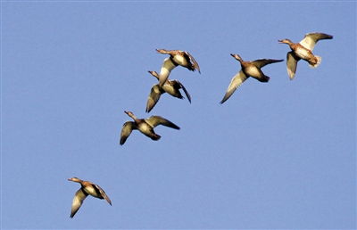 长风万里送秋雁,对此可以酣高楼。