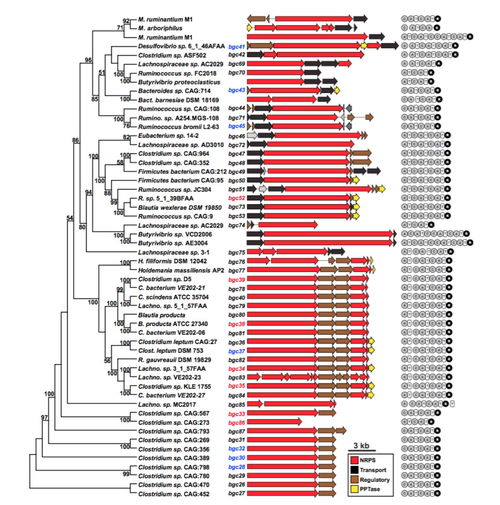 firmicutes门，firmicutes音标