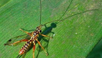 寄生蜂的基本介绍