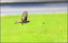 捉虫子，捉虫子的拼音