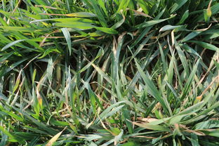 薅草的意思薅草的意思是什么