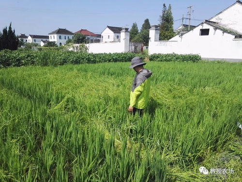 荒草萋萋的读音是什么