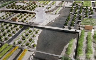 圩田是如何发展起来的?