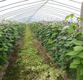 什么是套作,什么是抄袭?