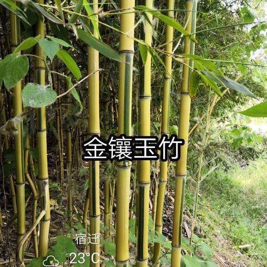 竹苗图片，竹菊影视传媒文化