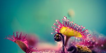 纤毫毕现的意思?