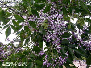 苦楝子的功效与作用，苦楝树简介