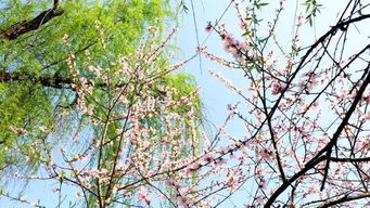 春风袁枚古诗讲解，春风袁枚清