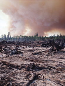 荒芜的拼音，荒芜小说