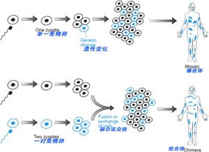 基因编辑中嵌合体的概念