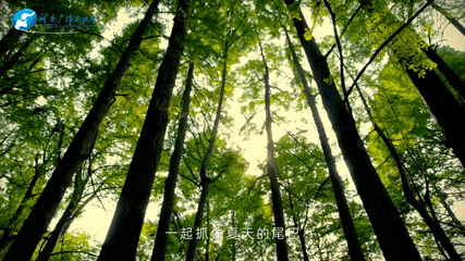 树荫是什么意思树荫解释