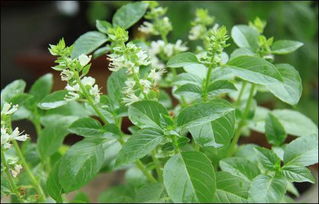 木犀草图片，木犀草素的副作用