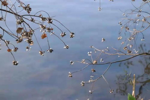 一个木一个从念什么字