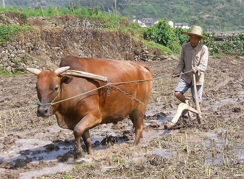 耕田是什么意思，耕田是什么季节的农活
