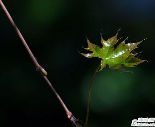 沿着红军走过的路中的春意盎然是什么意思，春意盎然是什么意思怎么理解