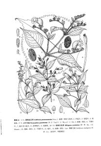 金足印象是不是正规的，金足农