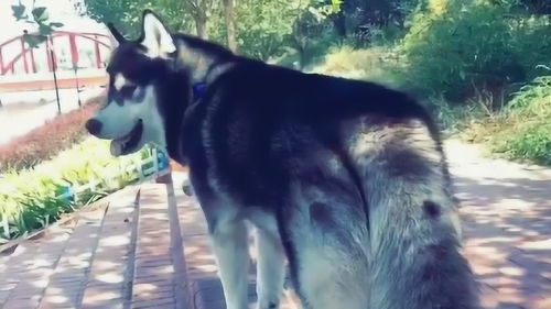 装大尾巴狼的经典句子，装大尾巴狼是什么意思上句是什么