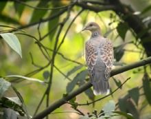 鹁鸪的意思鹁鸪的意思是什么