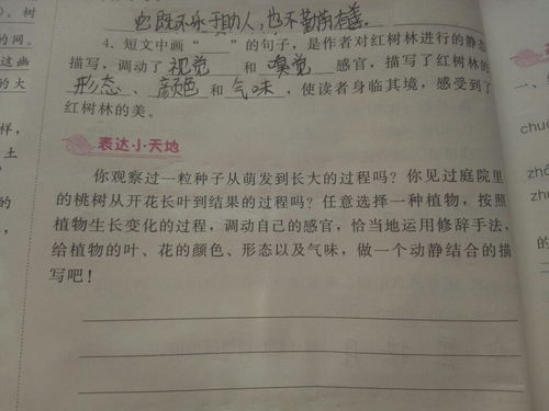 一种植物写作文要三百字