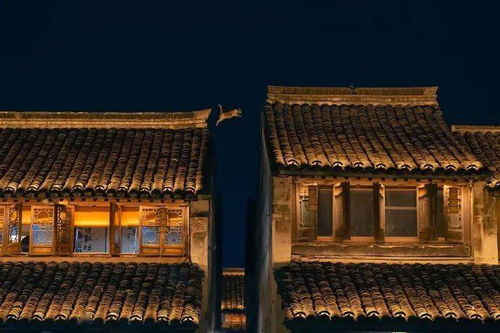 喷嚏网的主创访谈