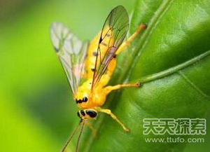 寄生蜂可能会把卵产在其他昆虫的什么中，寄生蜂对人类有危害吗