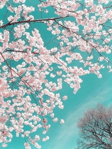 漫天飞舞一片荒芜是哪首歌的歌词，漫天飞舞歌曲