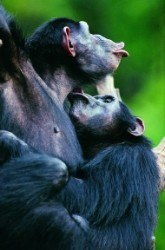 猿与猴的区别,他们是拥有同一个祖先吗?